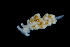  ( - 131698.1)  @11 [ ] CreativeCommons - Attribution Non-Commercial Share-Alike (2018) M. Malaquias University of Bergen, Natural History Collections