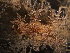 ( - 131708.1)  @11 [ ] CreativeCommons - Attribution Non-Commercial Share-Alike (2018) M. Malaquias University of Bergen, Natural History Collections