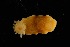  ( - 125038.1)  @11 [ ] CreativeCommons - Attribution Non-Commercial Share-Alike (2018) M. Malaquias University of Bergen, Natural History Collections