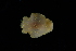  ( - 125045.1)  @11 [ ] CreativeCommons - Attribution Non-Commercial Share-Alike (2018) M. Malaquias University of Bergen, Natural History Collections