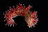 ( - 125073.1)  @11 [ ] CreativeCommons - Attribution Non-Commercial Share-Alike (2018) M. Malaquias University of Bergen, Natural History Collections