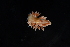  ( - 125087.1)  @11 [ ] CreativeCommons - Attribution Non-Commercial Share-Alike (2018) M. Malaquias University of Bergen, Natural History Collections