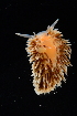  ( - 125101.1)  @11 [ ] CreativeCommons - Attribution Non-Commercial Share-Alike (2018) M. Malaquias University of Bergen, Natural History Collections