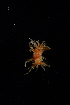  (Dendronotus europaeus - 125100.1)  @11 [ ] CreativeCommons - Attribution Non-Commercial Share-Alike (2018) M. Malaquias University of Bergen, Natural History Collections