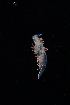  ( - 125107.1)  @11 [ ] CreativeCommons - Attribution Non-Commercial Share-Alike (2018) M. Malaquias University of Bergen, Natural History Collections
