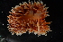  ( - 125122.1)  @11 [ ] CreativeCommons - Attribution Non-Commercial Share-Alike (2018) M. Malaquias University of Bergen, Natural History Collections