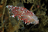  ( - 125046.1)  @11 [ ] CreativeCommons - Attribution Non-Commercial Share-Alike (2018) M. Malaquias University of Bergen, Natural History Collections