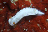  (Hypselodoris lacuna - SWKI390)  @11 [ ] by-sa  Unspecified Unspecified