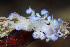  (Myrrhinidae - SWKI417)  @11 [ ] CreativeCommons - Attribution Share-Alike (2026) Unspecified Chiba University