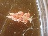  (Favorinus japonicus - SWRO020)  @11 [ ] by-sa  Unspecified Unspecified