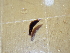  (Thuridilla livida - SWRO036)  @11 [ ] by-sa  Unspecified Unspecified
