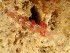  ( - SWRO084)  @11 [ ] by-sa  Unspecified Unspecified