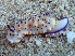  (Mexichromis multituberculata - SWRO113)  @11 [ ] by-sa  Unspecified Unspecified