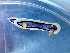  ( - SWRO129)  @11 [ ] by-sa  Unspecified Unspecified