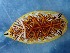  (Halgerda tessellata - SWRO134)  @11 [ ] by-sa  Unspecified Unspecified