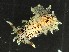  (Bermudella - SWRO174)  @11 [ ] by-sa  Unspecified Unspecified