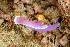  (Hypselodoris apolegma - SWTA269)  @11 [ ] by-sa  Unspecified Unspecified
