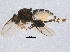  ( - BIOUG04789-C02)  @13 [ ] CreativeCommons - Attribution (2014) CBG Photography Group Centre for Biodiversity Genomics