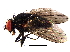  ( - BIOUG04935-G06)  @13 [ ] CreativeCommons - Attribution (2014) CBG Photography Group Centre for Biodiversity Genomics