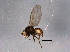  ( - BIOUG04944-D04)  @13 [ ] CreativeCommons - Attribution (2014) CBG Photography Group Centre for Biodiversity Genomics