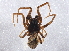  ( - BIOUG04990-A11)  @13 [ ] CreativeCommons - Attribution (2014) CBG Photography Group Centre for Biodiversity Genomics