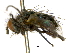  ( - BIOUG05064-D05)  @15 [ ] CreativeCommons - Attribution (2014) CBG Photography Group Centre for Biodiversity Genomics