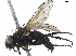  ( - BIOUG05064-E03)  @13 [ ] CreativeCommons - Attribution (2019) CBG Photography Group Centre for Biodiversity Genomics