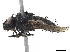  ( - BIOUG05213-G11)  @12 [ ] CreativeCommons - Attribution (2019) CBG Photography Group Centre for Biodiversity Genomics