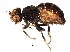  ( - BIOUG05226-B03)  @13 [ ] CreativeCommons - Attribution (2014) CBG Photography Group Centre for Biodiversity Genomics