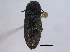  ( - BIOUG05250-B01)  @12 [ ] CreativeCommons - Attribution (2014) CBG Photography Group Centre for Biodiversity Genomics