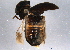  ( - BIOUG05356-H09)  @12 [ ] CreativeCommons - Attribution (2014) CBG Photography Group Centre for Biodiversity Genomics