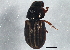  (Liothorax alternatus - BIOUG05225-H09)  @13 [ ] CreativeCommons - Attribution (2014) CBG Photography Group Centre for Biodiversity Genomics