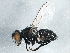 (Tetramerinx - BIOUG05430-C04)  @16 [ ] CreativeCommons - Attribution (2014) CBG Photography Group Centre for Biodiversity Genomics