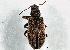  (Pachyrhinus elegans - BIOUG05814-A12)  @14 [ ] CreativeCommons - Attribution (2014) CBG Photography Group Centre for Biodiversity Genomics