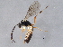  ( - BIOUG05443-E08)  @13 [ ] CreativeCommons - Attribution (2014) CBG Photography Group Centre for Biodiversity Genomics