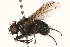  ( - BIOUG06464-B09)  @14 [ ] CreativeCommons - Attribution (2015) CBG Photography Group Centre for Biodiversity Genomics