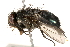  ( - BIOUG06464-F01)  @15 [ ] CreativeCommons - Attribution (2015) CBG Photography Group Centre for Biodiversity Genomics