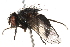  ( - BIOUG06465-A02)  @14 [ ] CreativeCommons - Attribution (2015) CBG Photography Group Centre for Biodiversity Genomics
