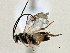  ( - BIOUG06665-F06)  @13 [ ] CreativeCommons - Attribution (2014) CBG Photography Group Centre for Biodiversity Genomics