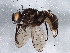  ( - BIOUG06345-C06)  @15 [ ] CreativeCommons - Attribution (2014) CBG Photography Group Centre for Biodiversity Genomics