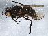  ( - BIOUG06345-D06)  @11 [ ] CreativeCommons - Attribution (2014) CBG Photography Group Centre for Biodiversity Genomics
