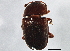  ( - BIOUG06433-D05)  @11 [ ] CreativeCommons - Attribution (2014) CBG Photography Group Centre for Biodiversity Genomics