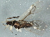  ( - BIOUG06435-F03)  @13 [ ] CreativeCommons - Attribution (2014) CBG Photography Group Centre for Biodiversity Genomics