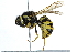 (Vespula atropilosa - BIOUG08963-C07)  @15 [ ] CreativeCommons - Attribution (2016) CBG Photography Group Centre for Biodiversity Genomics