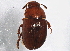  (Leiodes lostine - BIOUG08848-A04)  @13 [ ] CreativeCommons - Attribution (2014) CBG Photography Group Centre for Biodiversity Genomics