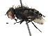  (Metopia campestris - BIOUG09644-E10)  @14 [ ] CreativeCommons - Attribution (2016) CBG Photography Group Centre for Biodiversity Genomics