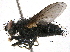  (Phyllomya - BIOUG09656-C05)  @15 [ ] CreativeCommons - Attribution (2014) CBG Photography Group Centre for Biodiversity Genomics