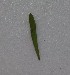  ( - CCDB-44155-H03)  @11 [ ] by-nc (2023) Justin Holder Flinders University