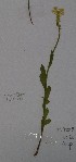  (Stackhousia subterranea - CCDB-44155-F04)  @11 [ ] by-nc (2023) Justin Holder Flinders University