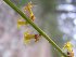  (Stackhousia viminea - CCDB-44155-E04)  @11 [ ] by-nc (2010) Peter Woodard NA